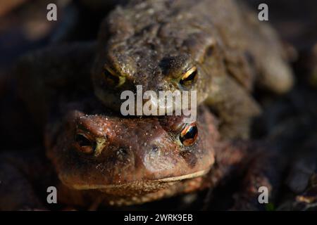 13 mars 2024, Saxe-Anhalt, Ramstedt : crapauds communs assis dans le sous-bois d'une forêt. En Saxe-Anhalt, la migration des amphibiens a déjà dépassé son apogée. En raison du temps doux et humide de février, les employés et les bénévoles avaient déjà érigé la clôture pour crapauds à Ramstedt le 17 février 2024. En 2023, la clôture pour crapauds n'a été érigée que le 13 mars 2023. Le pic de la migration des amphibiens en 2023 a été le 20 mars avec 1113 animaux. Cette année, la plupart des amphibiens de Ramstedt ont déjà été ramassés le 23 février et amenés dans les eaux de frai par la route. Il y avait 864 amphibiens. Photo : K Banque D'Images