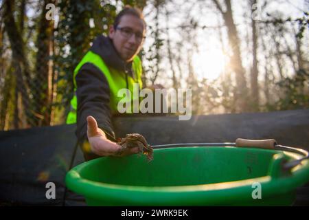 13 mars 2024, Saxe-Anhalt, Ramstedt : Kevin Trawiel, bénévole de l’Union allemande pour la conservation de la nature et de la biodiversité (NABU), place un des crapauds recueillis dans un seau. Les amphibiens ont été recueillis à une clôture pour crapauds à Ramstedt et doivent être emmenés dans leurs eaux de frai. En Saxe-Anhalt, la migration des amphibiens a déjà dépassé son apogée. En raison du temps doux et humide de février, les employés et les bénévoles avaient déjà installé la clôture pour crapauds à Ramstedt le 17 février 2024. En 2023, la clôture pour crapauds n'a été érigée que le 13 mars 2023. Le pic de la migration des amphibiens en 2023 Banque D'Images