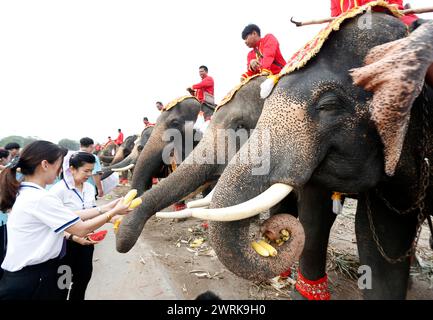 Ayutthaya, Thaïlande. 13 mars 2024. Les gens donnent des fruits à un éléphant pendant la célébration de la fête nationale de l'éléphant en Thaïlande dans l'ancienne ville d'Ayutthaya. Lundi, les thaïlandais ont honoré l'éléphant avec des fruits spéciaux et des cérémonies bouddhistes à travers le pays pour rendre hommage à leurs animaux nationaux. Crédit : SOPA images Limited/Alamy Live News Banque D'Images