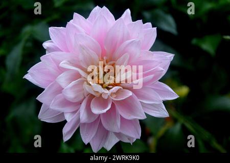 Simple lilas/rose Dahlia 'Karma Prospero' fleur double cultivée au RHS Garden Harlow Carr, Harrogate, Yorkshire, Angleterre, Royaume-Uni. Banque D'Images