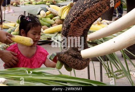 Ayutthaya, Thaïlande. 13 mars 2024. Une fille donne des fruits à un éléphant lors de la célébration de la fête nationale de l'éléphant en Thaïlande dans l'ancienne ville d'Ayutthaya. Lundi, les thaïlandais ont honoré l'éléphant avec des fruits spéciaux et des cérémonies bouddhistes à travers le pays pour rendre hommage à leurs animaux nationaux. Crédit : SOPA images Limited/Alamy Live News Banque D'Images