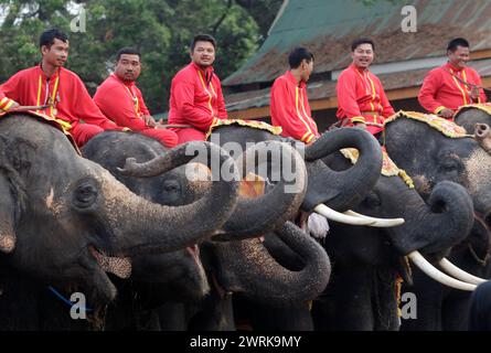 Ayutthaya, Thaïlande. 13 mars 2024. Les mahouts sont assis sur leurs éléphants lors de la célébration nationale de la fête de l'éléphant en Thaïlande dans l'ancienne ville d'Ayutthaya. Lundi, les thaïlandais ont honoré l'éléphant avec des fruits spéciaux et des cérémonies bouddhistes à travers le pays pour rendre hommage à leurs animaux nationaux. Crédit : SOPA images Limited/Alamy Live News Banque D'Images