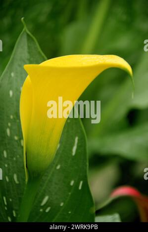 Single Bright Yellow Zantedeschia 'Sunclub' (Calla Lily) Fleur cultivée au RHS Garden Harlow Carr, Harrogate, Yorkshire, Angleterre, Royaume-Uni. Banque D'Images