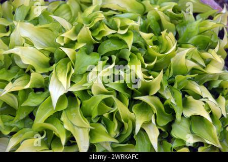 Miniature Hosta 'Cracker Crumbs' (Plantain Lily) plante cultivée dans la maison Alpine à RHS Garden Harlow Carr, Harrogate, Yorkshire, Angleterre, Royaume-Uni. Banque D'Images