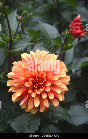 Single Orange/Tangerine Garden Dahlia 'American Sunset' Flowerhead cultivé au RHS Garden Harlow Carr, Harrogate, Yorkshire, Angleterre, Royaume-Uni. Banque D'Images