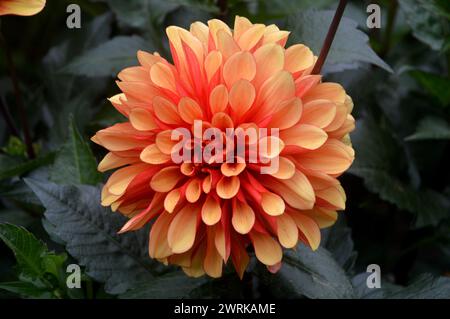 Single Orange/Tangerine Garden Dahlia 'American Sunset' Flowerhead cultivé au RHS Garden Harlow Carr, Harrogate, Yorkshire, Angleterre, Royaume-Uni. Banque D'Images