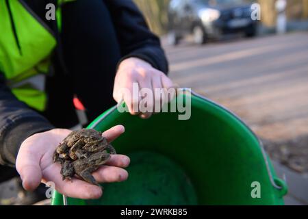 13 mars 2024, Saxe-Anhalt, Ramstedt : un volontaire de l’Union allemande pour la conservation de la nature et de la biodiversité (NABU) place des crapauds communs collectés dans un seau. Les amphibiens ont été recueillis à une clôture pour crapauds à Ramstedt et doivent être emmenés dans leurs eaux de frai. En Saxe-Anhalt, la migration des amphibiens a déjà dépassé son apogée. En raison du temps doux et humide de février, les employés et les bénévoles avaient déjà installé la clôture pour crapauds à Ramstedt le 17 février 2024. En 2023, la clôture pour crapauds n'a été érigée que le 13 mars 2023. Le pic de la migration des amphibiens en 2023 était le 20 mars avec 11 Banque D'Images