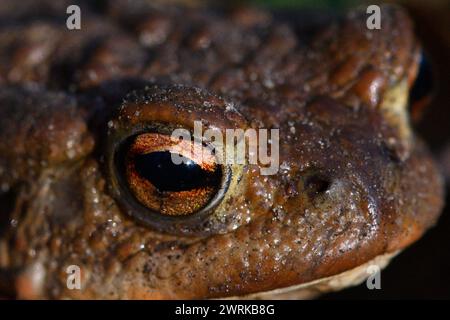 13 mars 2024, Saxe-Anhalt, Ramstedt : un crapaud commun se trouve dans le sous-bois d'une forêt. En Saxe-Anhalt, la migration des amphibiens a déjà atteint un sommet. En raison du temps doux et humide de février, les employés et les bénévoles avaient déjà érigé la clôture pour crapauds à Ramstedt le 17 février 2024. En 2023, la clôture pour crapauds n'a été érigée que le 13 mars 2023. Le pic de la migration des amphibiens en 2023 a été le 20 mars avec 1113 animaux. Cette année, la plupart des amphibiens de Ramstedt ont déjà été ramassés le 23 février et amenés dans les eaux de frai par la route. Il y avait 864 amphibiens. Photo : Klaus-Di Banque D'Images