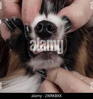 Gros plan plein écran des dents et du nez de chiot Epagneul Nain papillon mignon. Banque D'Images