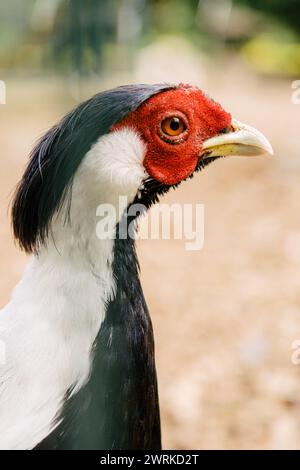 Faisan argenté (Lophura nycthemera nycthemera) mâle Banque D'Images