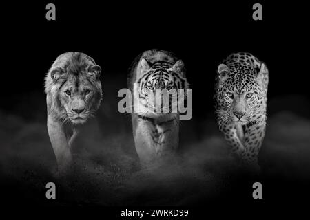 Gros chats : lion, tigre et léopard, ensemble sur fond noir. Noir et blanc Banque D'Images
