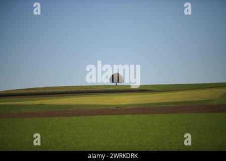 arbre solitaire en forme parfaite sur une colline Banque D'Images