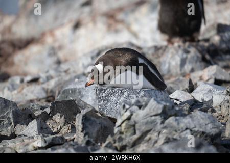 Penguin Gentoo (Pygoscelis papua), adulte endormi sur un rocher, île de Curverville, péninsule antarctique, janvier 2024. Banque D'Images