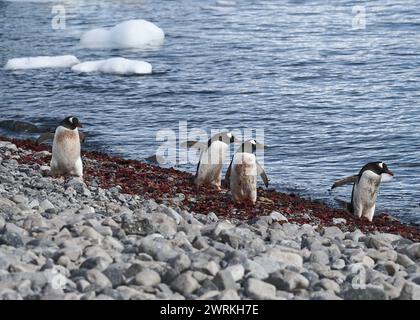 Penguin Gentoo (Pygoscelis papua), groupe sur une plage, île de Curverville, péninsule antarctique, janvier 2024. Banque D'Images