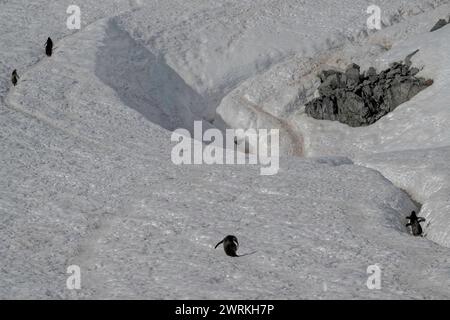 Penguin Gentoo (Pygoscelis papua), adultes sur une route de pingouins, île de Curverville, péninsule antarctique, janvier 2024. Banque D'Images