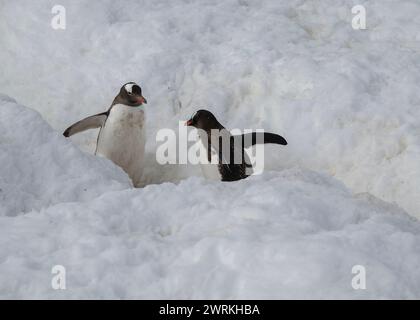 Penguin Gentoo (Pygoscelis papua), adultes sur une route de pingouins, île de Curverville, péninsule antarctique, janvier 2024. Banque D'Images