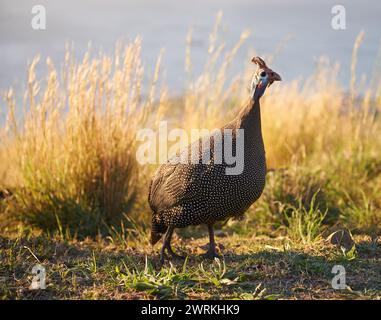 Nature, champ et guineafowl avec plumes sur herbe pour la marche au coucher du soleil, l'agriculture ou l'écologie en Afrique. Côte, colline et oiseau sauvage sur la pelouse en été avec Banque D'Images