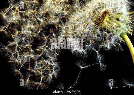 Dans l'image, sur un fond sombre, des parapluies de pissenlit avec des graines qui se dispersent de la fleur. Banque D'Images