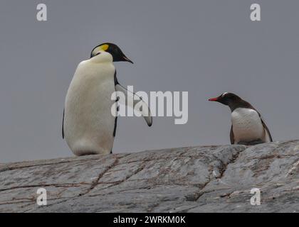 Empereur des manchots (Aptenodytes forsteri), adulte solitaire parmi une colonie de Gentous sur l'île Pleneau, péninsule antarctique, janvier 2024 Banque D'Images