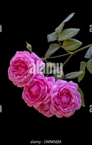 Gros plan d'un groupe de roses roses roses délicates fleurissant à l'extérieur avec des feuilles et des bourgeons sur fond noir Banque D'Images