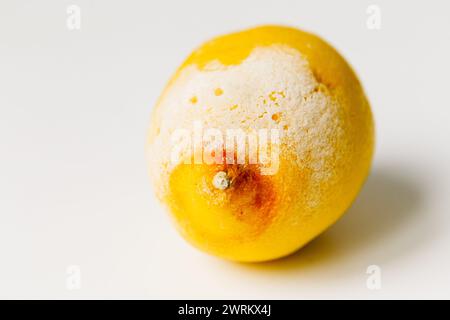 Citrons pourris. Moule citron sur blanc Banque D'Images