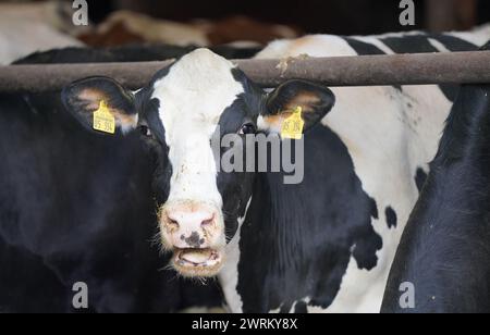 13 mars 2024, Schleswig-Holstein, Mörel : des vaches laitières se dressent dans l'étable de la ferme du président agricole Lucht. Le ministre-président Günther s'est rendu dans la ferme du président agricole du Schleswig-Holstein, Lucht, pour discuter de la situation actuelle dans le domaine de l'agriculture. Photo : Marcus Brandt/dpa Banque D'Images