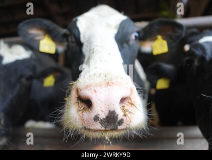 13 mars 2024, Schleswig-Holstein, Mörel : des vaches laitières se dressent dans l'étable de la ferme du président agricole Lucht. Le ministre-président Günther s'est rendu dans la ferme du président agricole du Schleswig-Holstein, Lucht, pour discuter de la situation actuelle dans le domaine de l'agriculture. Photo : Marcus Brandt/dpa Banque D'Images