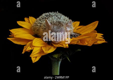 Hérisson, mignon, arici, fleur, jaune, tournesol, bébé, doux, Banque D'Images