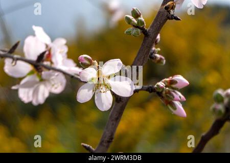 Le gros plan de la beauté exquise d'une fleur d'amande en pleine floraison Banque D'Images