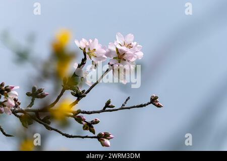 Le gros plan de la beauté exquise d'une fleur d'amande en pleine floraison Banque D'Images