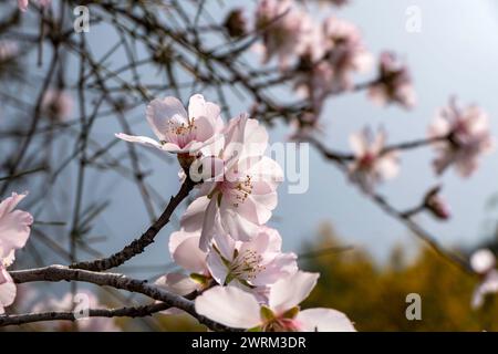 Le gros plan de la beauté exquise d'une fleur d'amande en pleine floraison Banque D'Images
