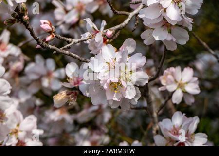 Le gros plan de la beauté exquise d'une fleur d'amande en pleine floraison Banque D'Images