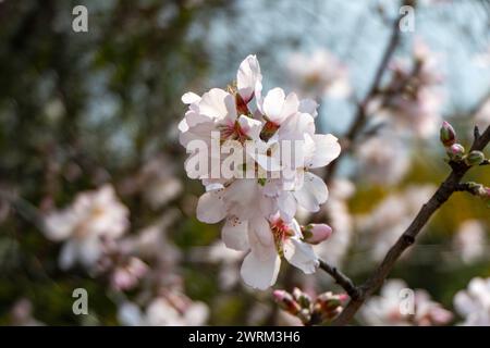 Le gros plan de la beauté exquise d'une fleur d'amande en pleine floraison Banque D'Images