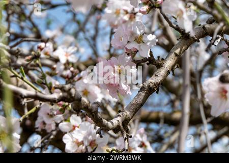 Le gros plan de la beauté exquise d'une fleur d'amande en pleine floraison Banque D'Images