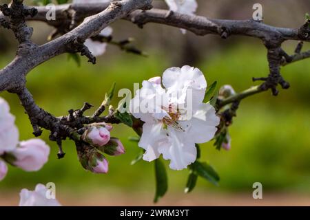 Le gros plan de la beauté exquise d'une fleur d'amande en pleine floraison Banque D'Images