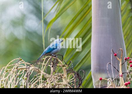 Tanager bleu-gris (Thraupis episcopus) perché sur un palmier à jardin, Colombie Banque D'Images