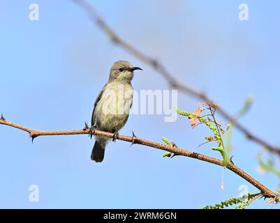 Palestine Sunbird - Cinnyris osea Banque D'Images