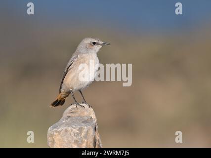 Wheatear à queue rouge - Oenanthe chrysopygia Banque D'Images