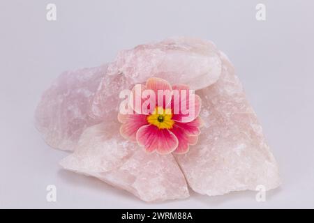 fleur de pétunia rose morn avec des pétales tombés divisant la formation rocheuse de quartz rose contre une image haute résolution studio de fond pâle Banque D'Images