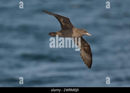 Flesh-footed Shearwater Puffinus carneipes - Banque D'Images