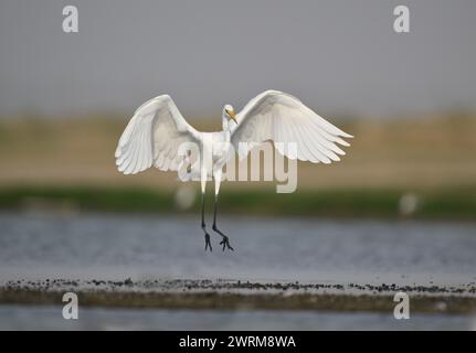 Grande Aigrette - Ardea alba Banque D'Images