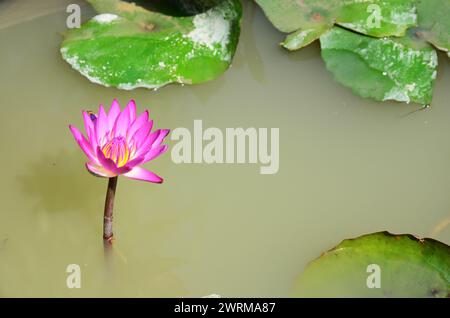 Fleur de lotus violette ou fleur de lilly violette et flore de Nymphaeaceae dans l'étang d'eau au parc de jardin extérieur du temple de Wat Phra Singh ou Phra Sing en CH Banque D'Images