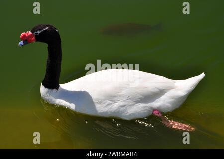 Beau cygne à cou noir nageant dans le lagon avec des poissons carpes Banque D'Images