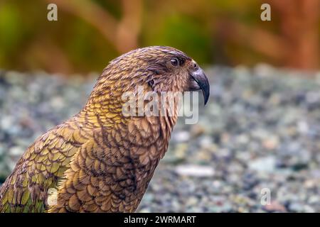 Un curieux kea (Nestor notabilis) à un arrêt le long de la route de Milord Sound dans le Fiordland sur l'île du Sud de la Nouvelle-Zélande. Banque D'Images