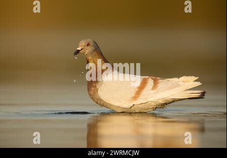 Un Pigeon de bois sirote de l'eau, créant des ondulations et des gouttelettes, baigné dans la lumière chaude du matin avec un reflet clair sur la surface Banque D'Images