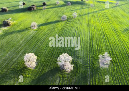 Une photo aérienne capturant les motifs verts vibrants de terres agricoles cultivées entrecoupées de canopées d'arbres ronds. Banque D'Images