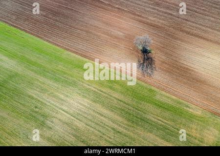 Une photo de haut en bas mettant en évidence le contraste d'un seul arbre au milieu des motifs complexes des terres agricoles vertes et brunes. Banque D'Images