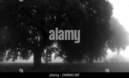 Une photographie sereine en noir et blanc capturant l'essence d'un parc brumeux avec des arbres silhouettes et un banc vide, représentant un guichet automatique calme et mystérieux Banque D'Images