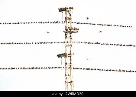 Oiseaux Starling communs soigneusement alignés sur les multiples fils d'une tour de transmission, avec un ciel clair en arrière-plan Banque D'Images