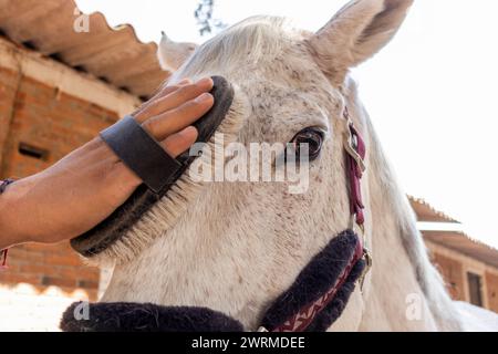 Gros plan de la main d'une personne portant un gant noir toilettant la tête d'un cheval blanc, mettant l'accent sur le soin et la connexion. Banque D'Images